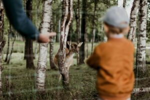 A young boy looking through a fence at a deer