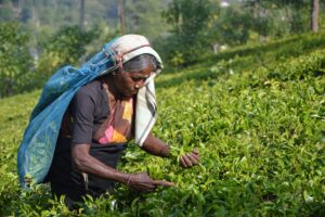 A person working in a field of green crops