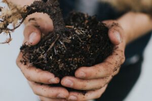 A person holding an uprooted plant
