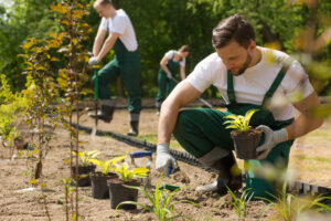 Several people planting plants in a garden